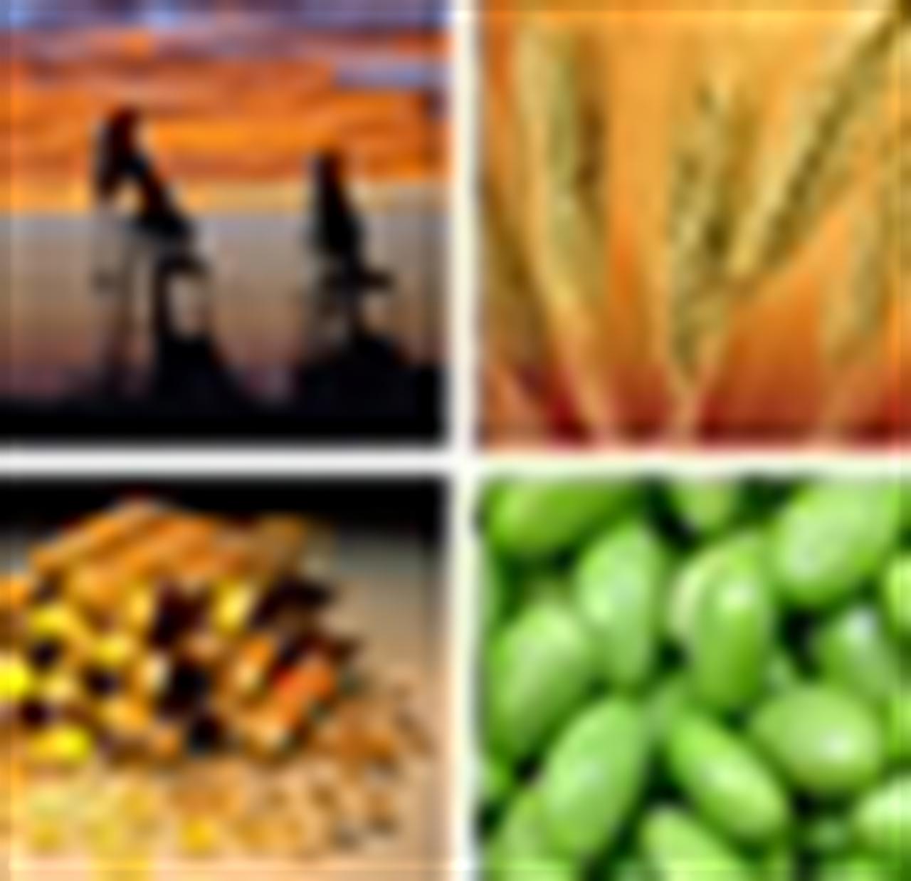 Tổng quan thị trường hàng hoá, tài chính thế giới ngày 13/7/2010