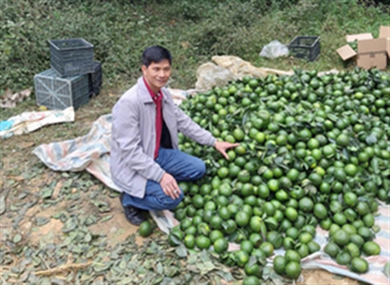 Phân bón Lâm Thao nâng cao năng suất cam sành Hàm Yên