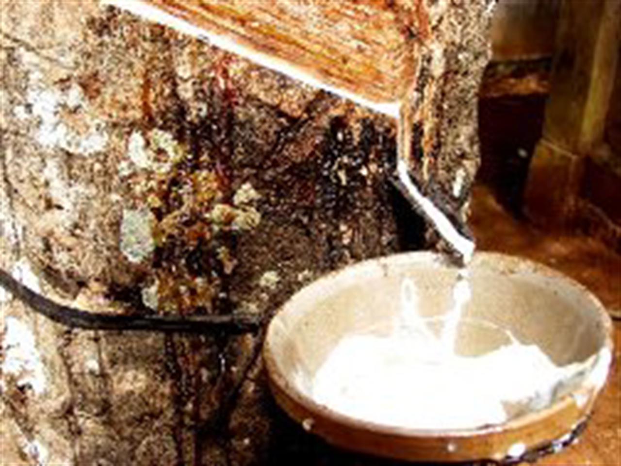 Giá cao su thấp nhất kể từ tháng 8/2010