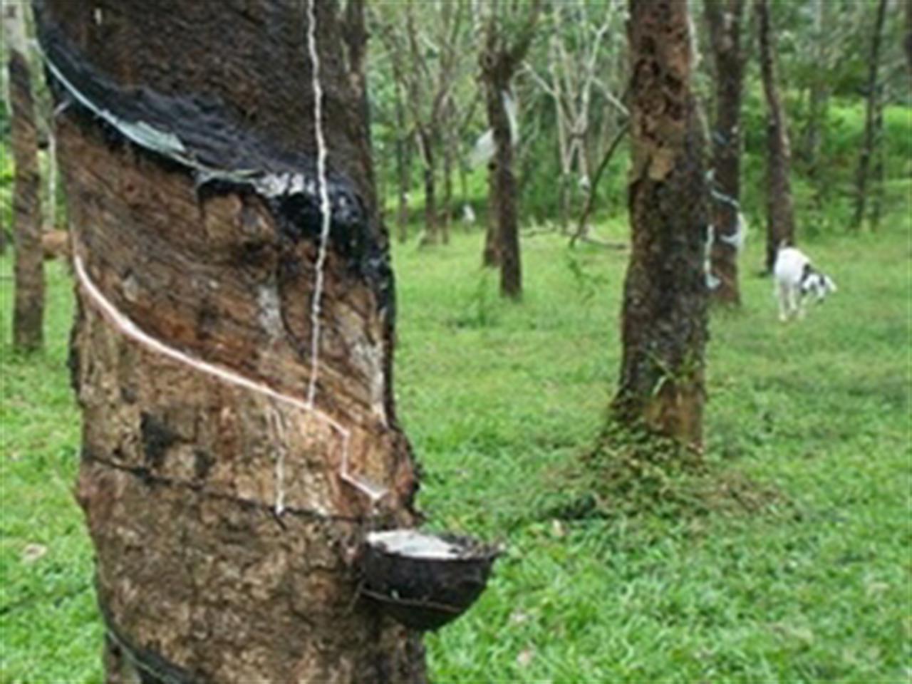 Giá caosu giảm xuống thấp nhất trong hơn 1 tuần