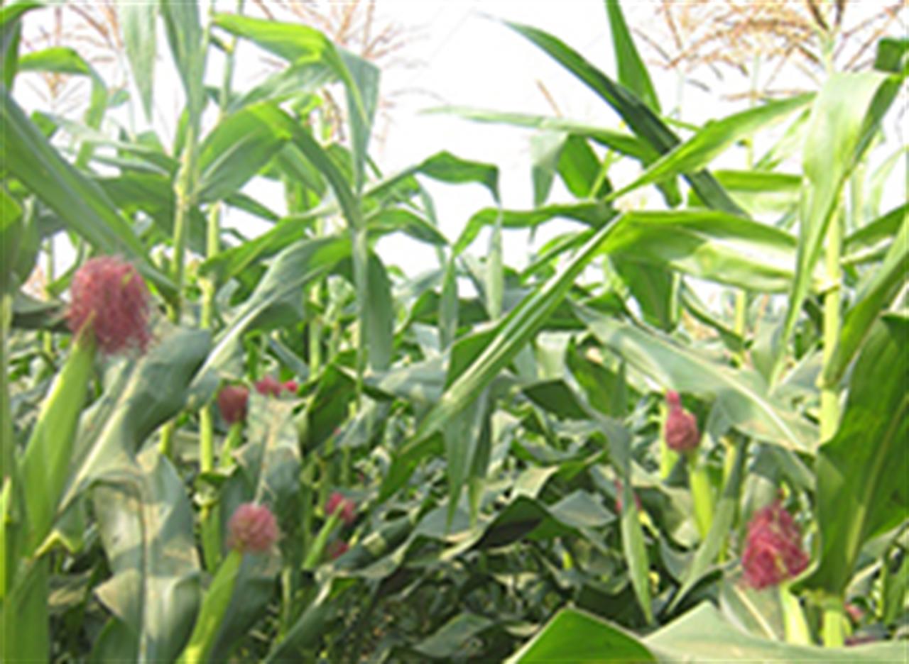 NPK Ninh Bình nâng năng suất ngô đông