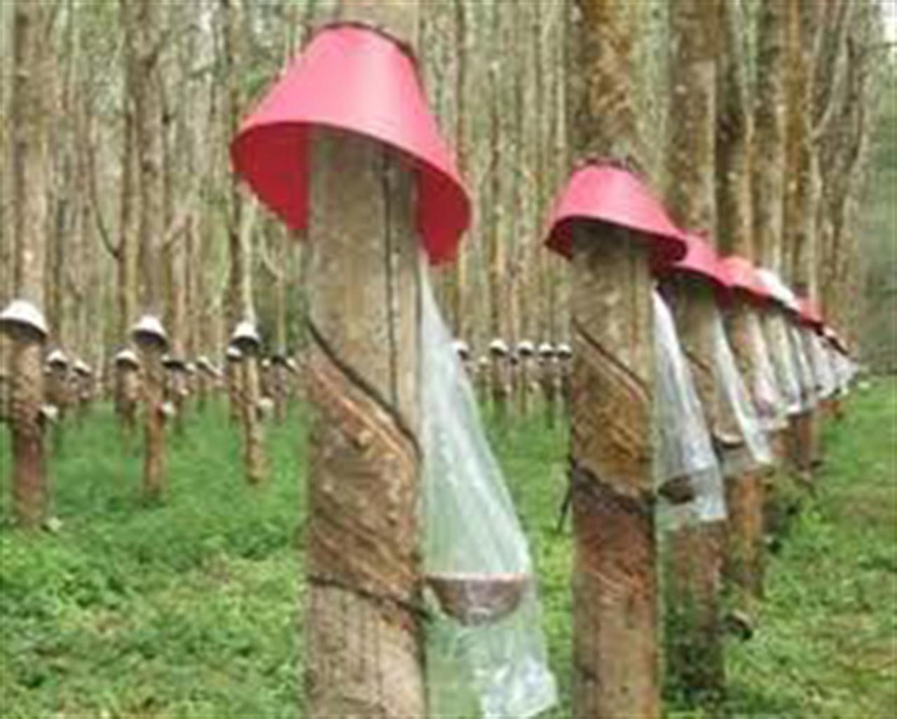 Giá cao su kỳ hạn Tokyo tăng hơn 2% do lạc quan vào Fed