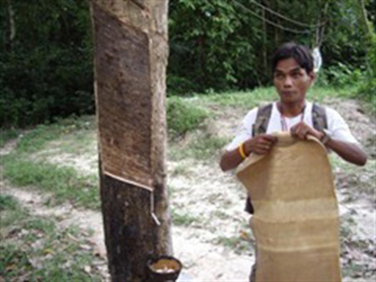 Kerala to bring rubber tappers from other States