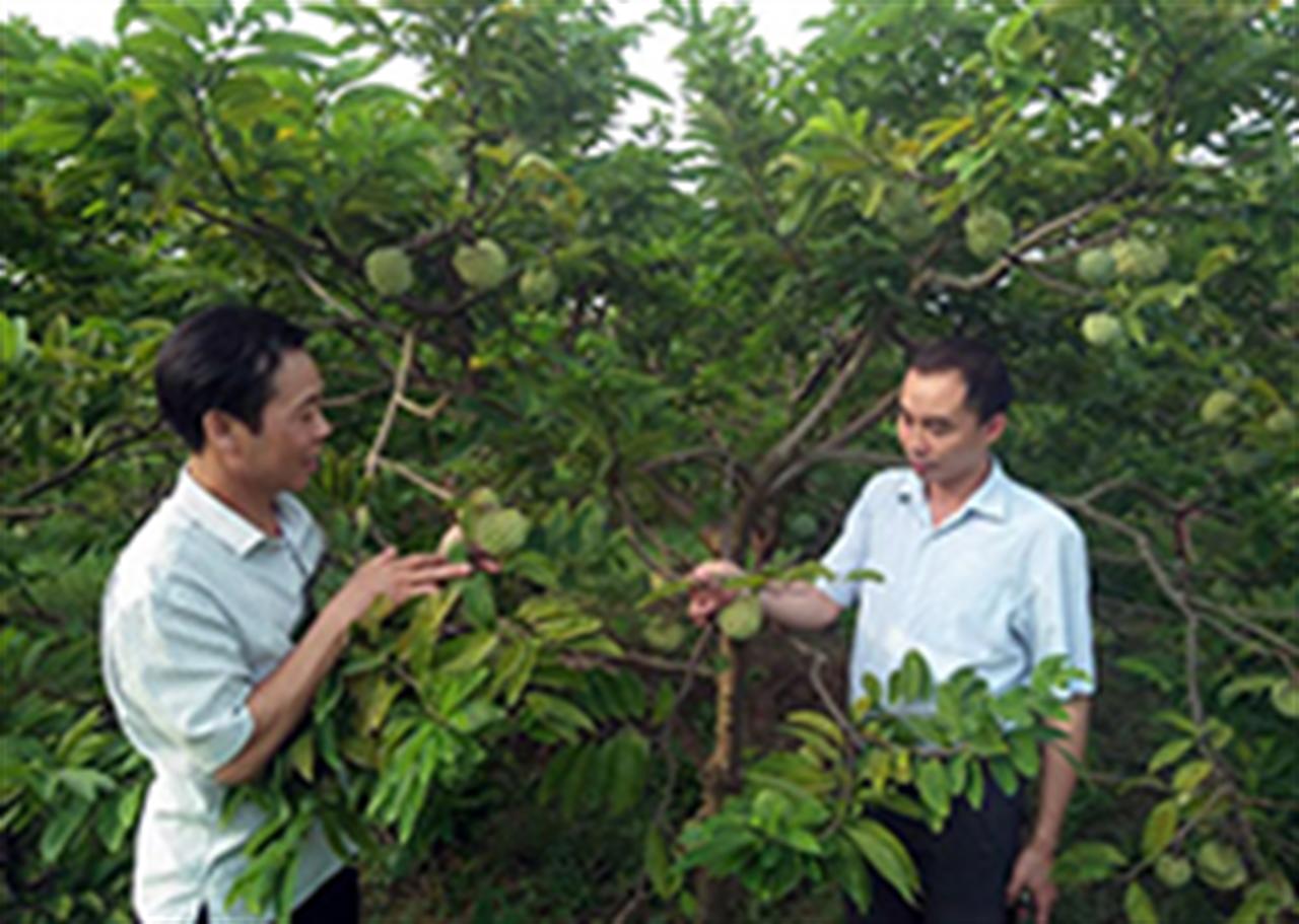 Được bón phân Lâm Thao, na Chí Linh sai trĩu quả, dễ bán