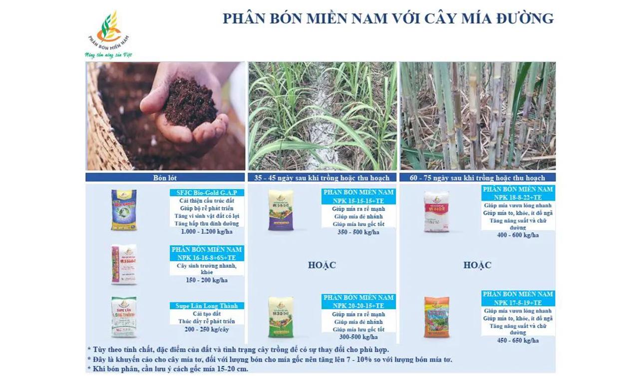 Canh tác cây mía đường hiệu quả với Phân bón Miền Nam