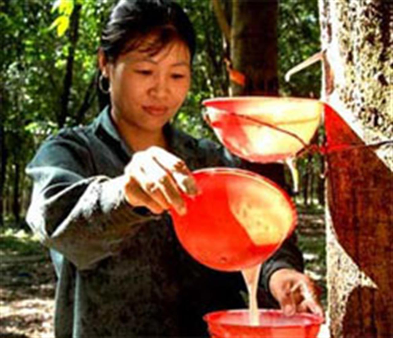 Giá cao su xuất khẩu tăng 84,03%