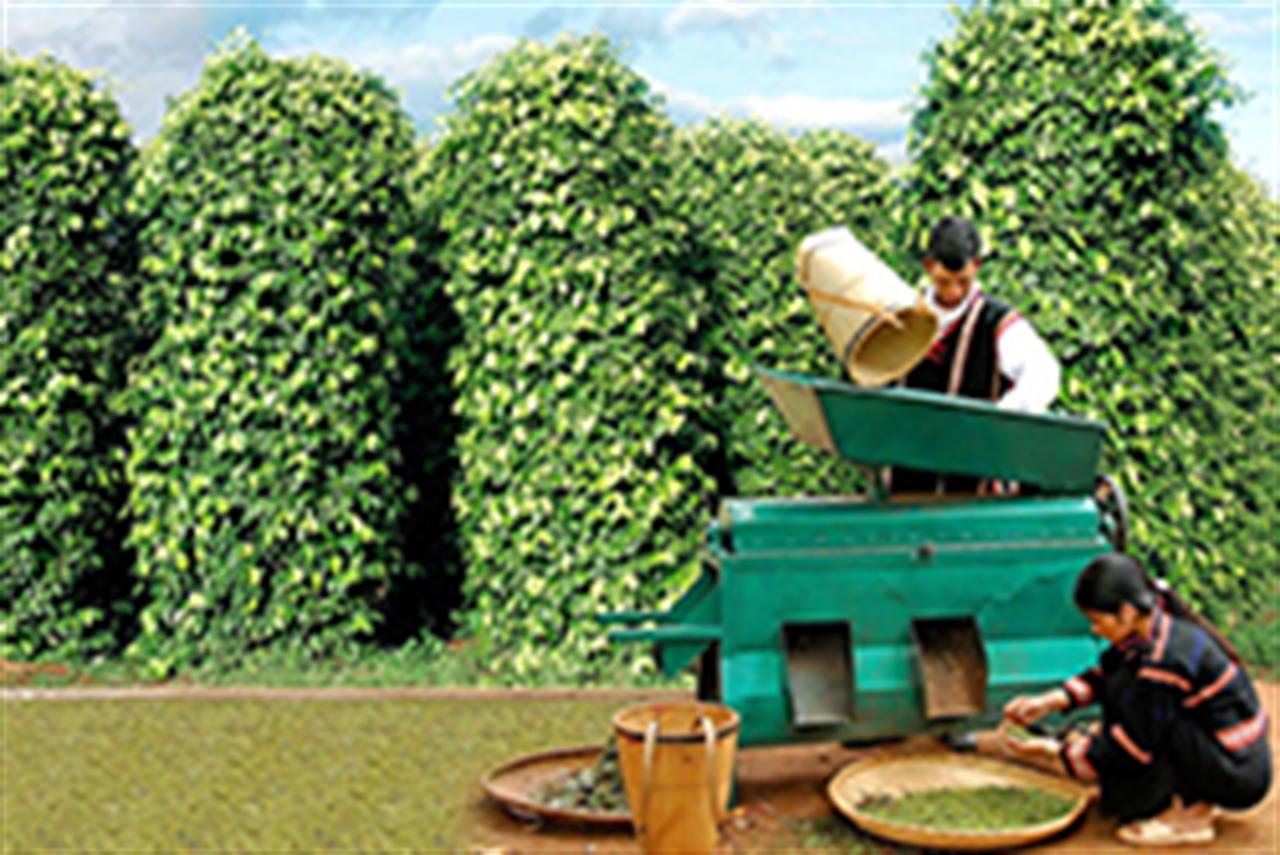 Phân bón DAP Đình Vũ phục hồi cây hồ tiêu