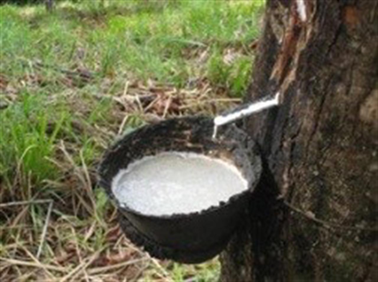 Tiêu thụ cao su thiên nhiên toàn cầu dự báo khởi sắc