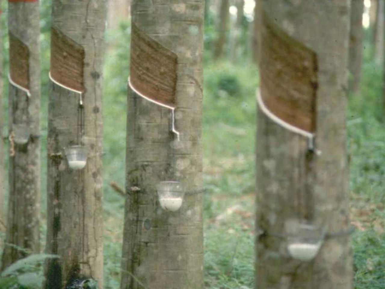 Giá cao su lên cao nhất 6 tháng phiên đầu tuần