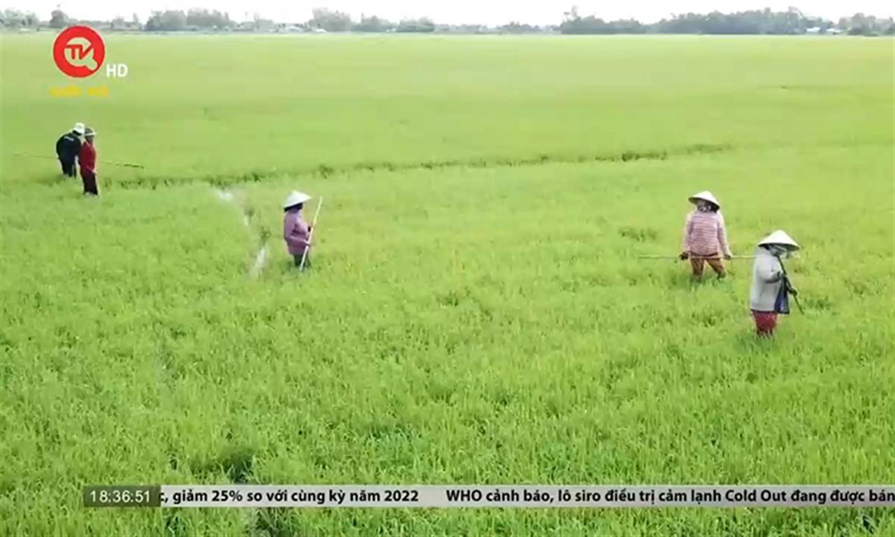 Giá phân bón "phình" ra, thu nhập người nông dân "co" lại