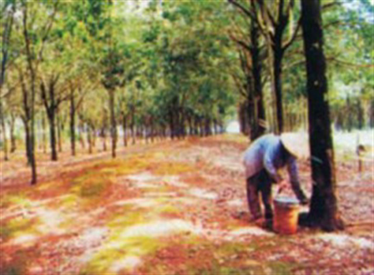 Vietnam Sep natural rubber export fell by 7.4% M-O-M