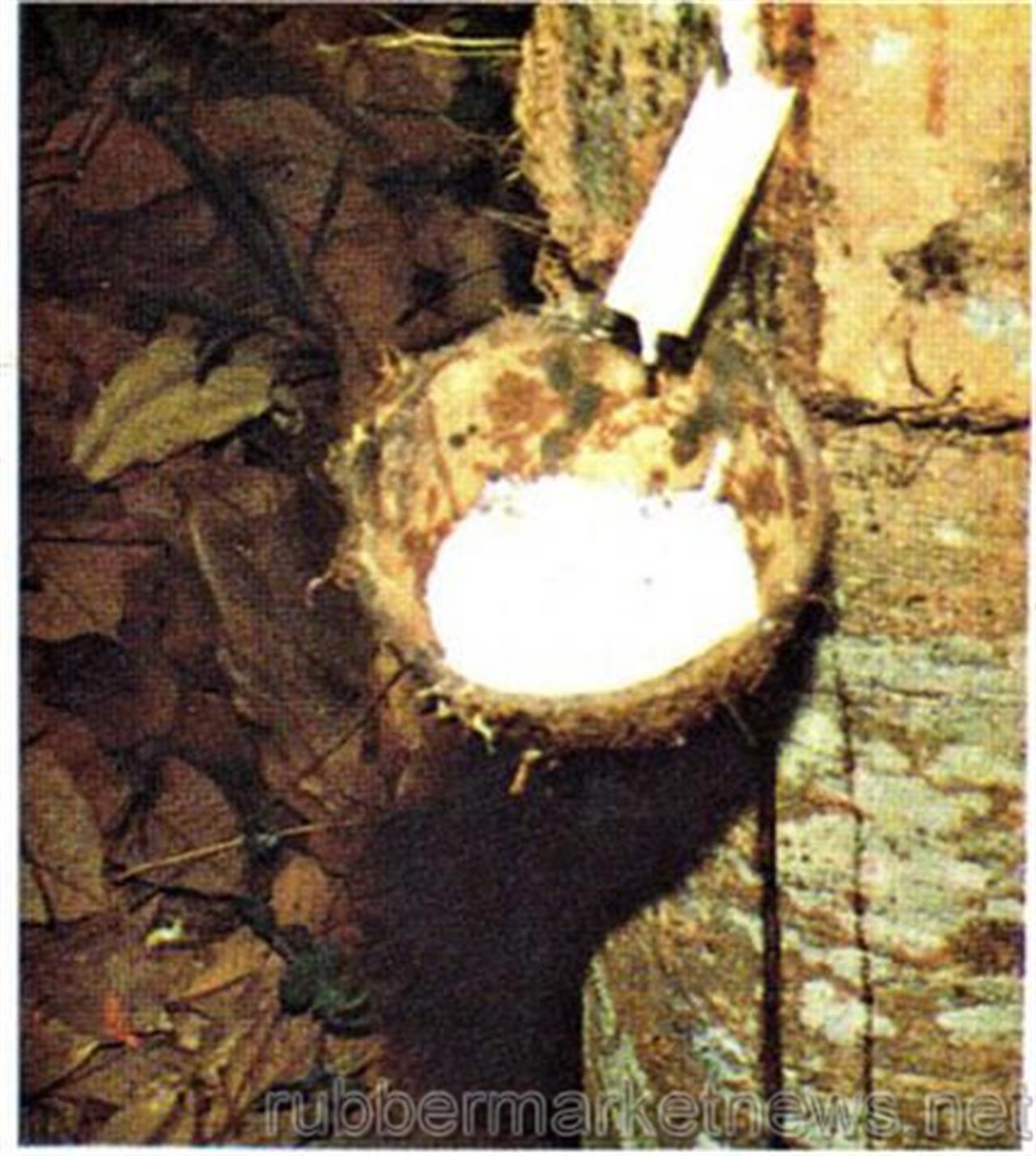 Rubber exports bounce along