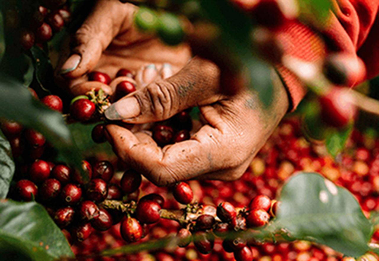 Tây Nguyên nơi nào có cây cà phê, ở đó có Phân bón Văn Điển