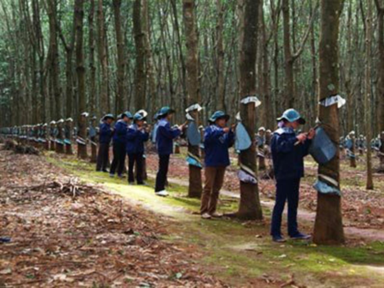 Giá cao su tăng nhẹ do áp lực tăng từ dầu thô
