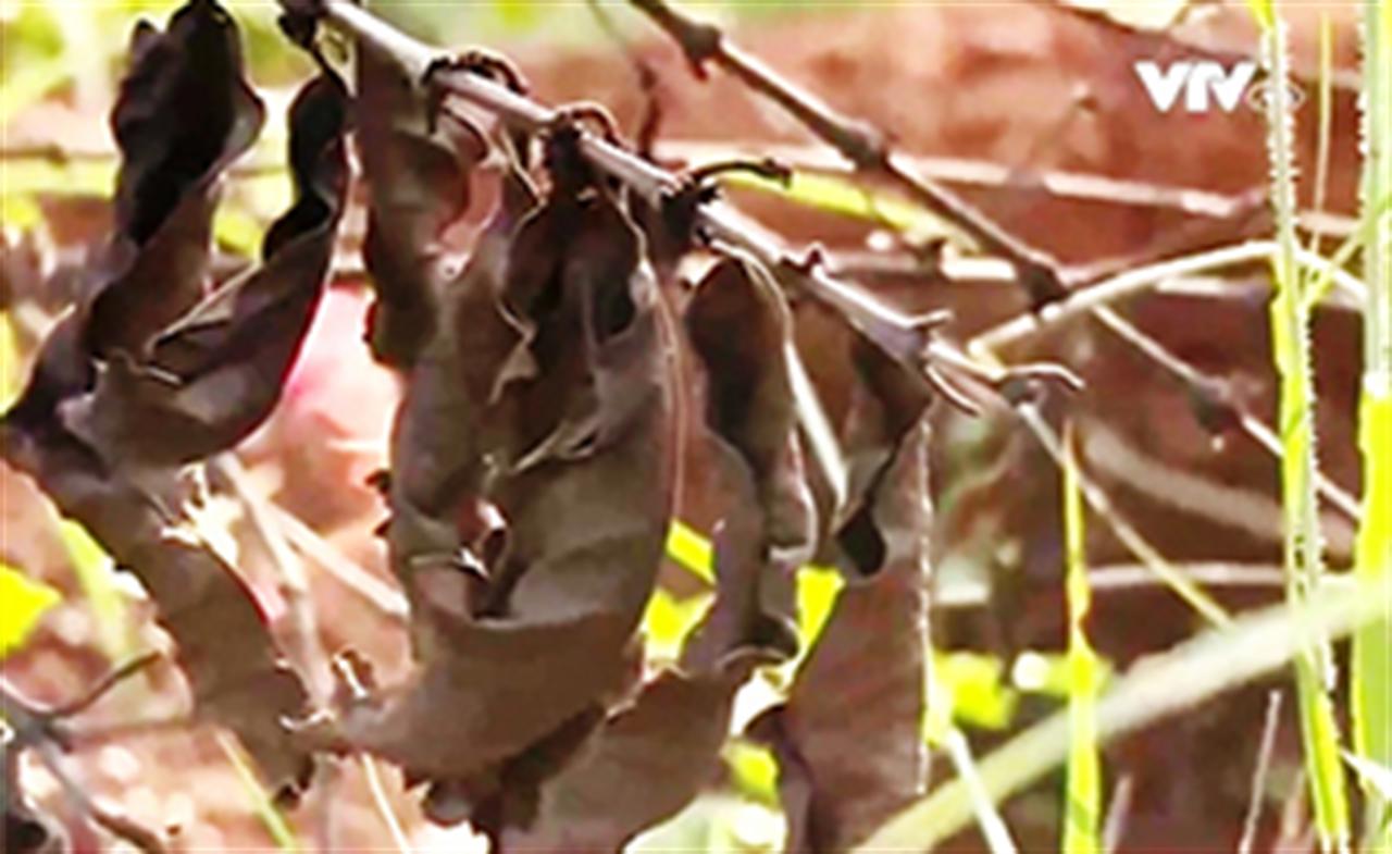 Việt Nam thiệt hại gần 60.000 tỷ đồng/năm vì phân bón giả