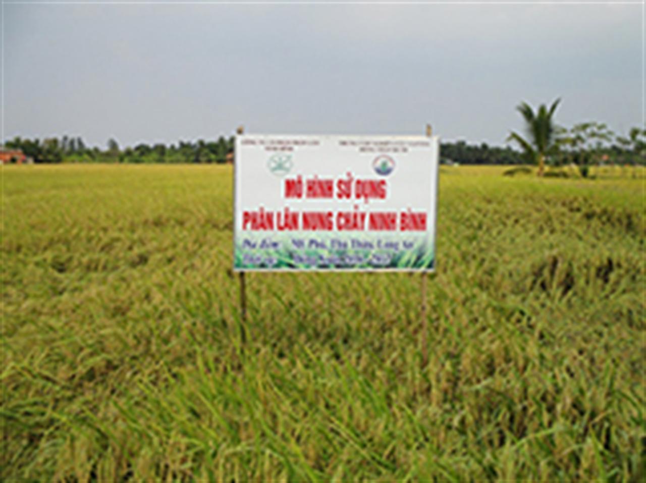 Hiệu quả phân lân nung chảy Ninh Bình trên đất phèn