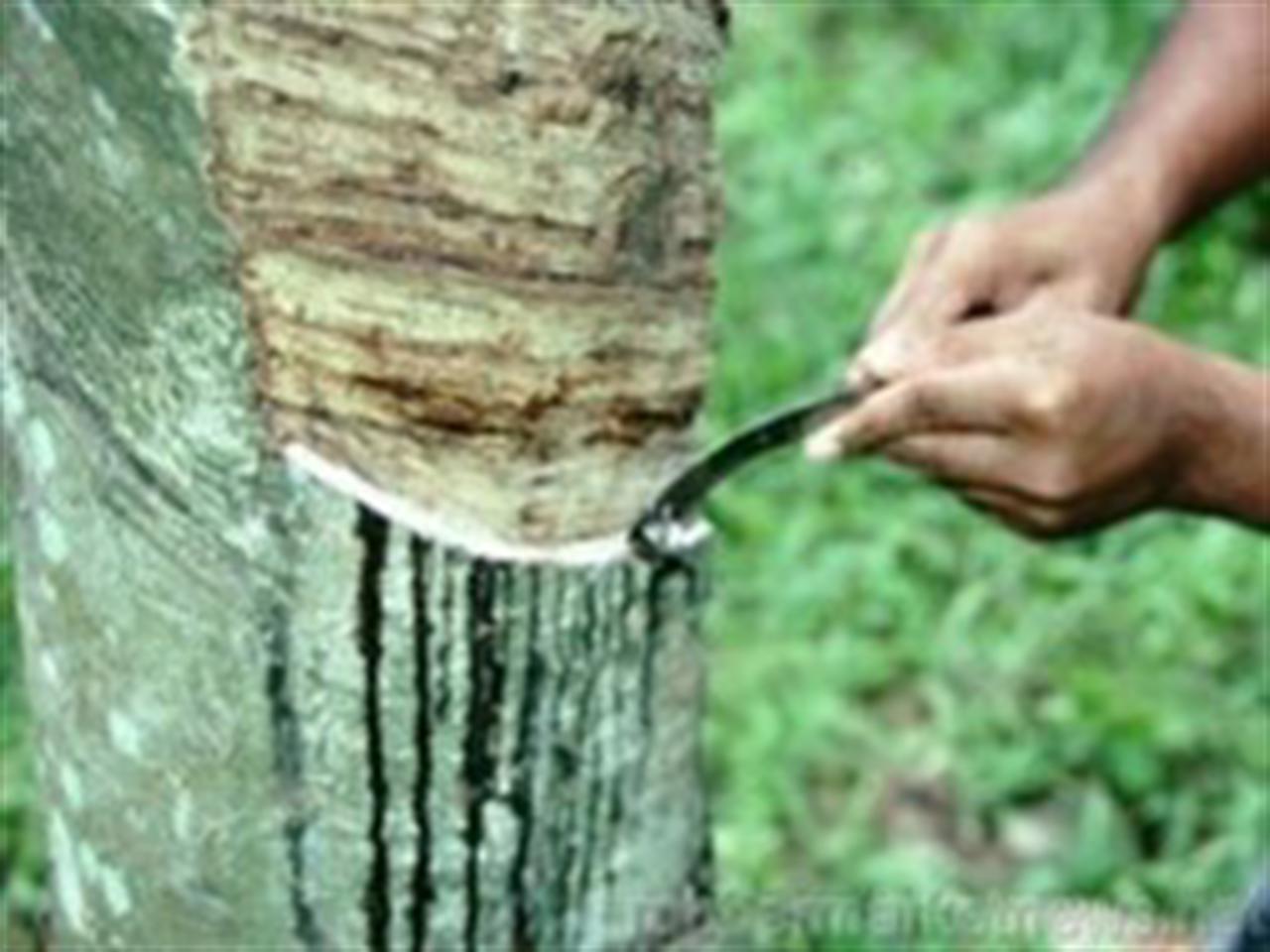 Giá cao su tăng 32% chỉ trong vòng 1 tháng