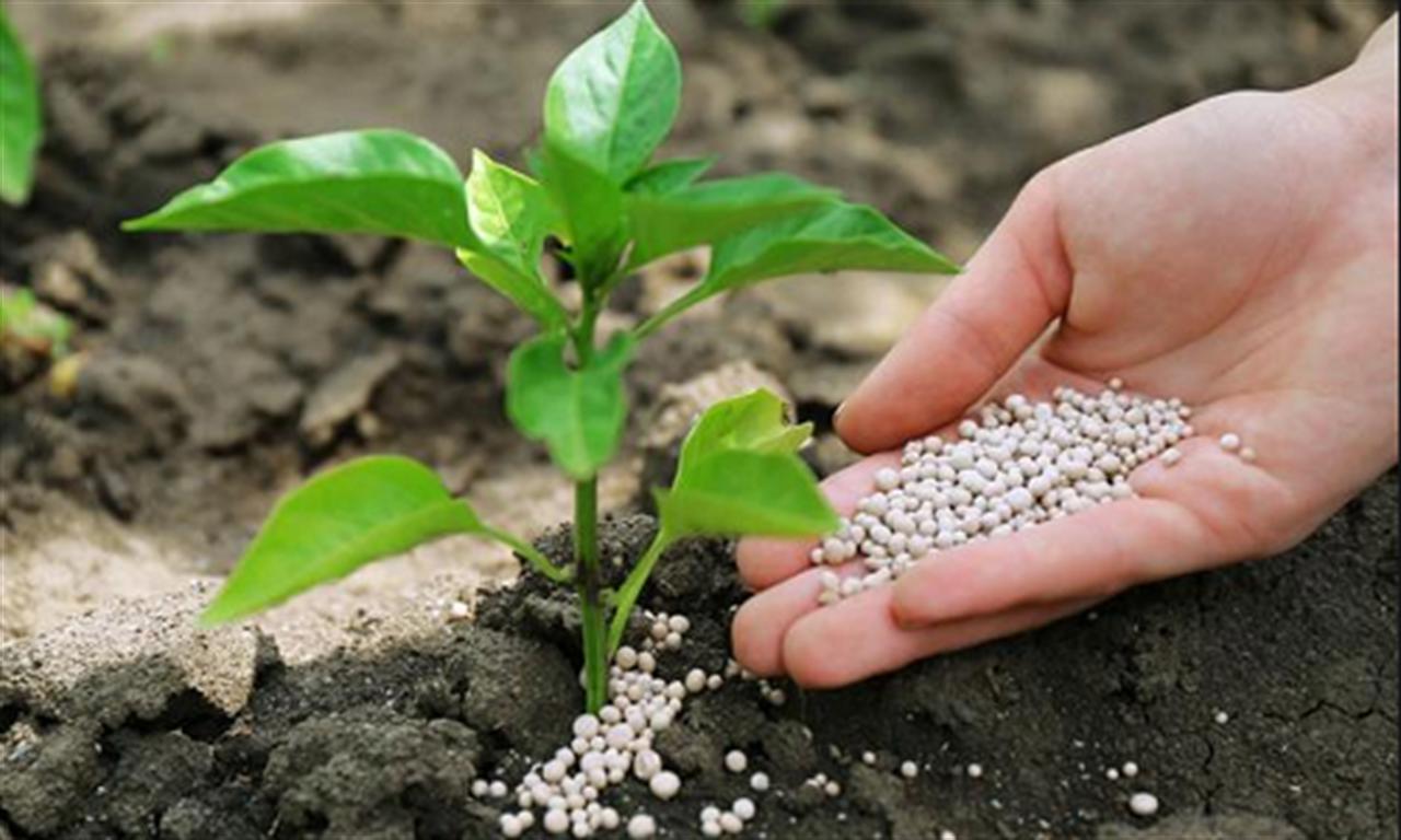 Global ammonia prices rise in August as supply tightens