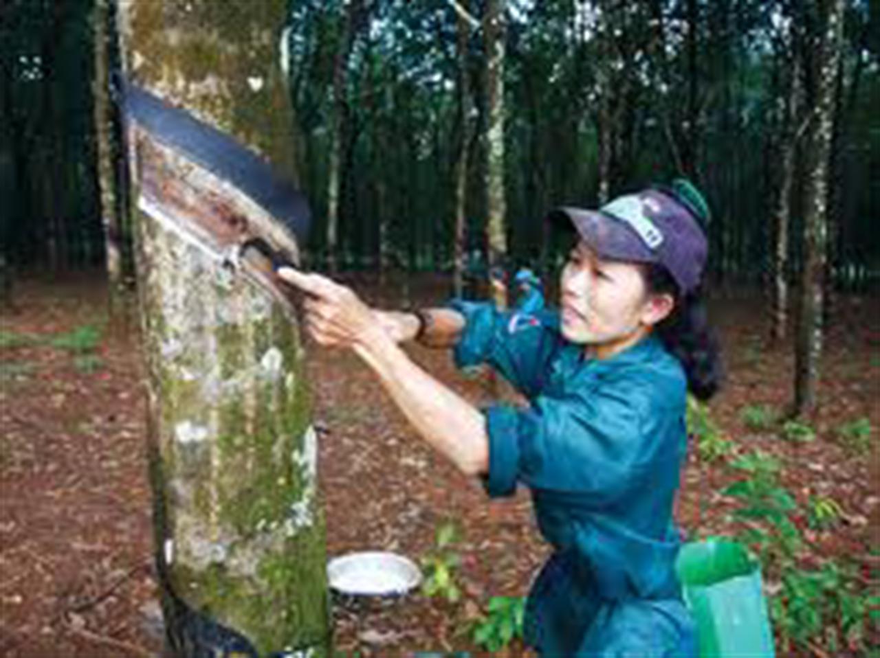 Vietnam rubber group active in cambodia