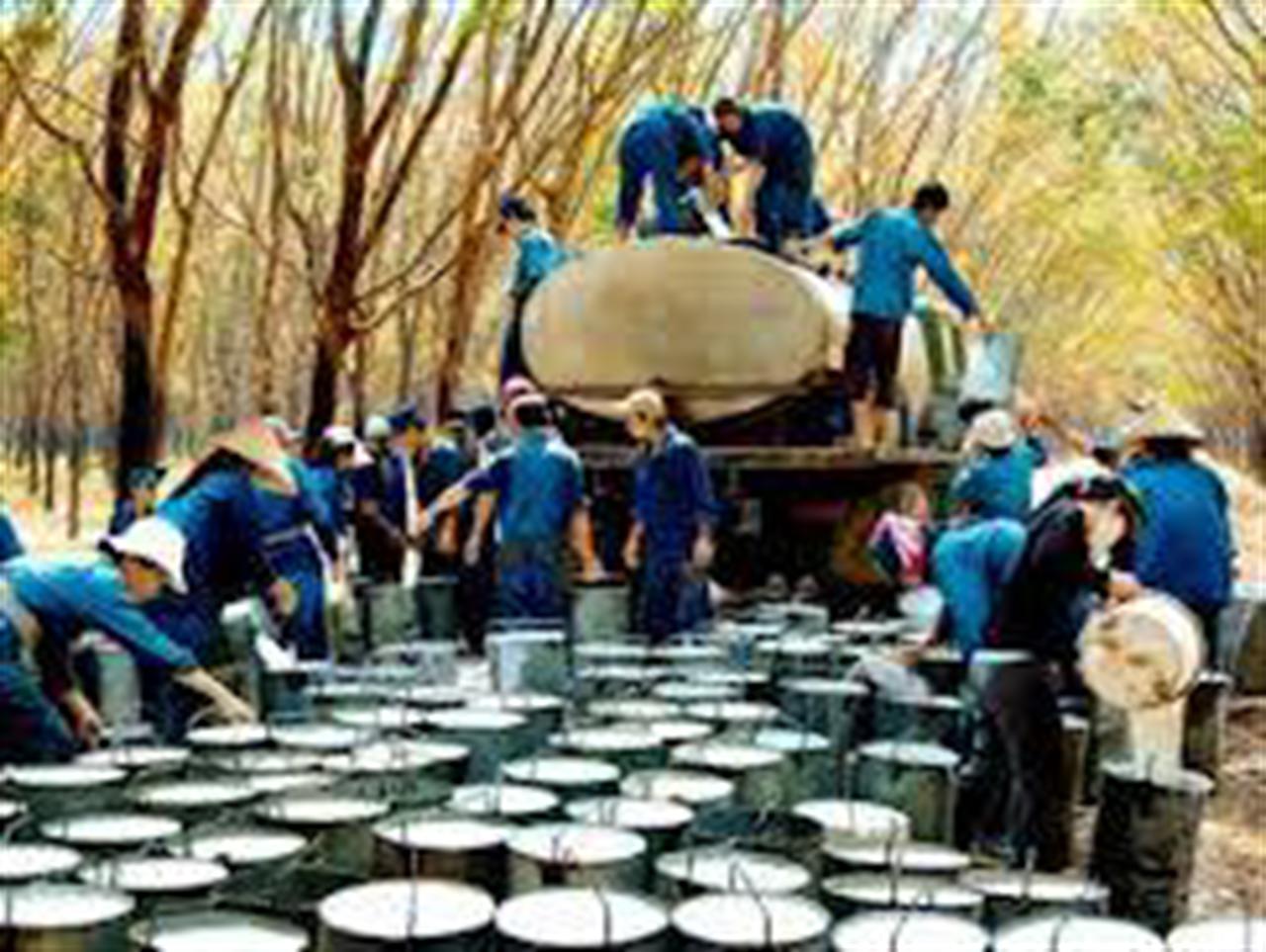 Giá cao su đi ngang, chờ đợi quyết định hỗ trợ giá