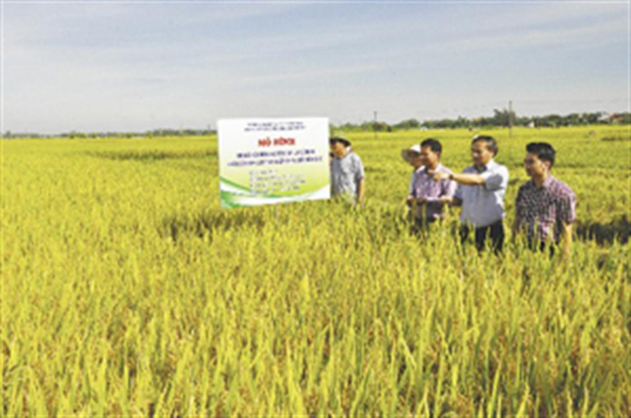 Tăng 30kg thóc/sào nhờ phân bón Lâm Thao