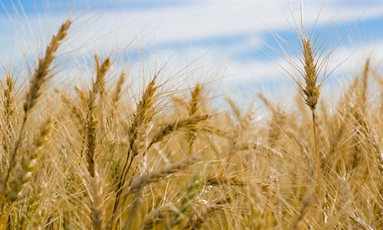 Nutrien misses third-quarter profit estimates as lower crop prices weigh