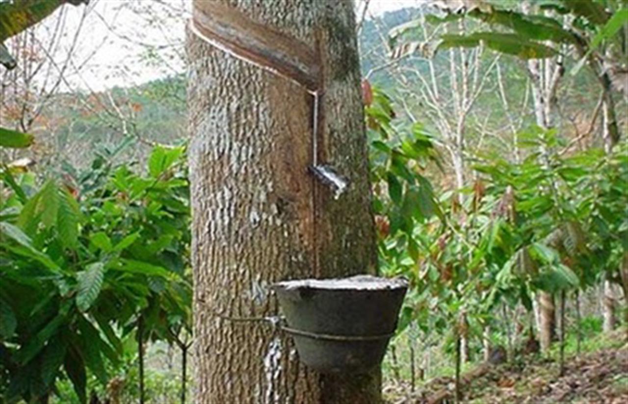 Giá cao su thế giới chạm đỉnh của 5 tuần