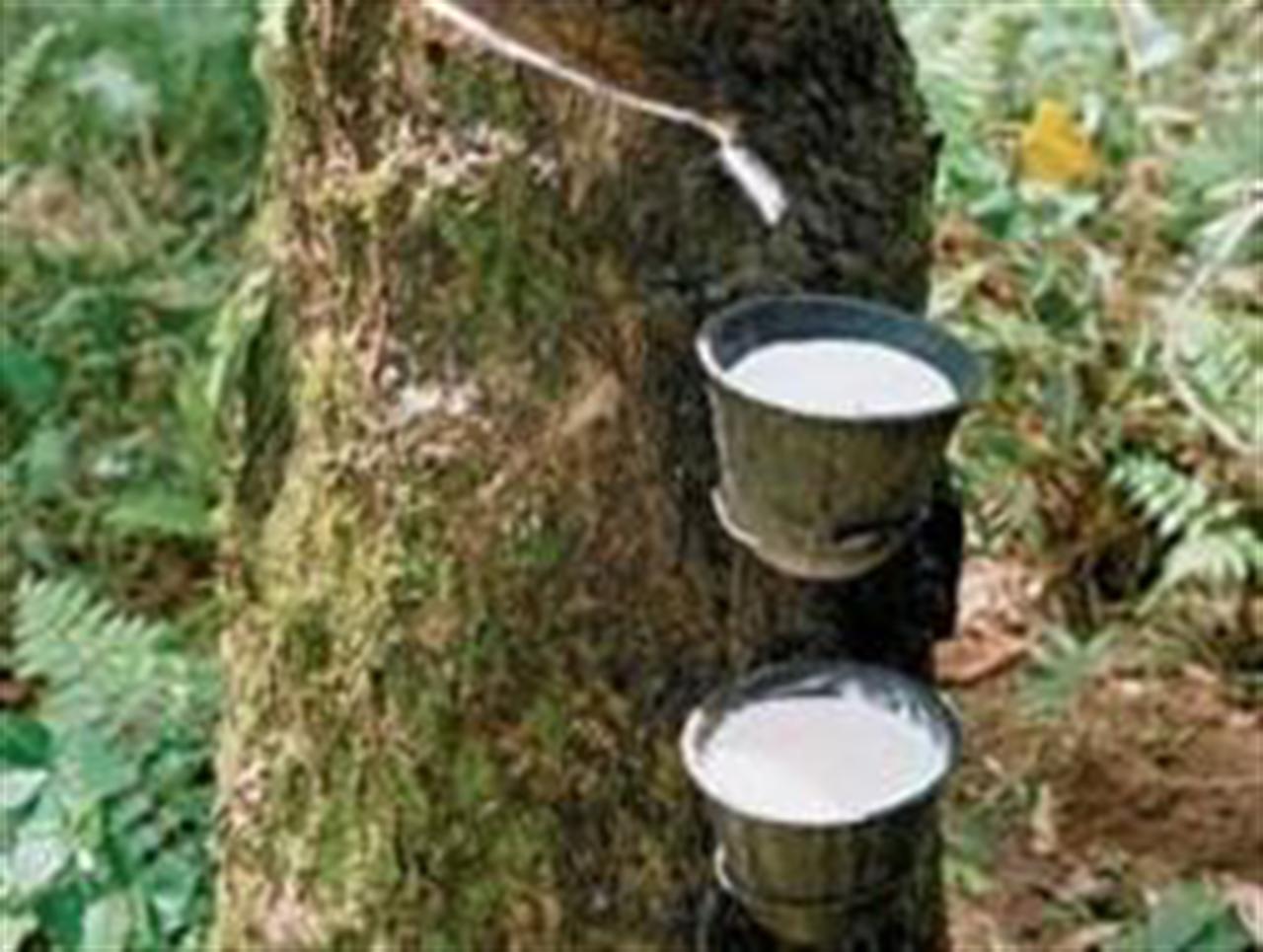 Giá cao su tương lai tăng trong bối cảnh kinh tế Châu Âu khủng hoảng