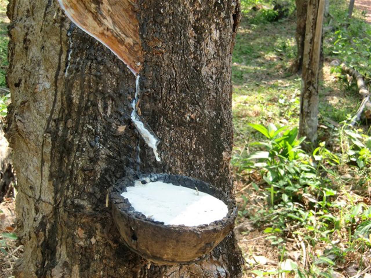 Giá cao su Tocom giảm nhẹ nhờ thị trường chốt lời