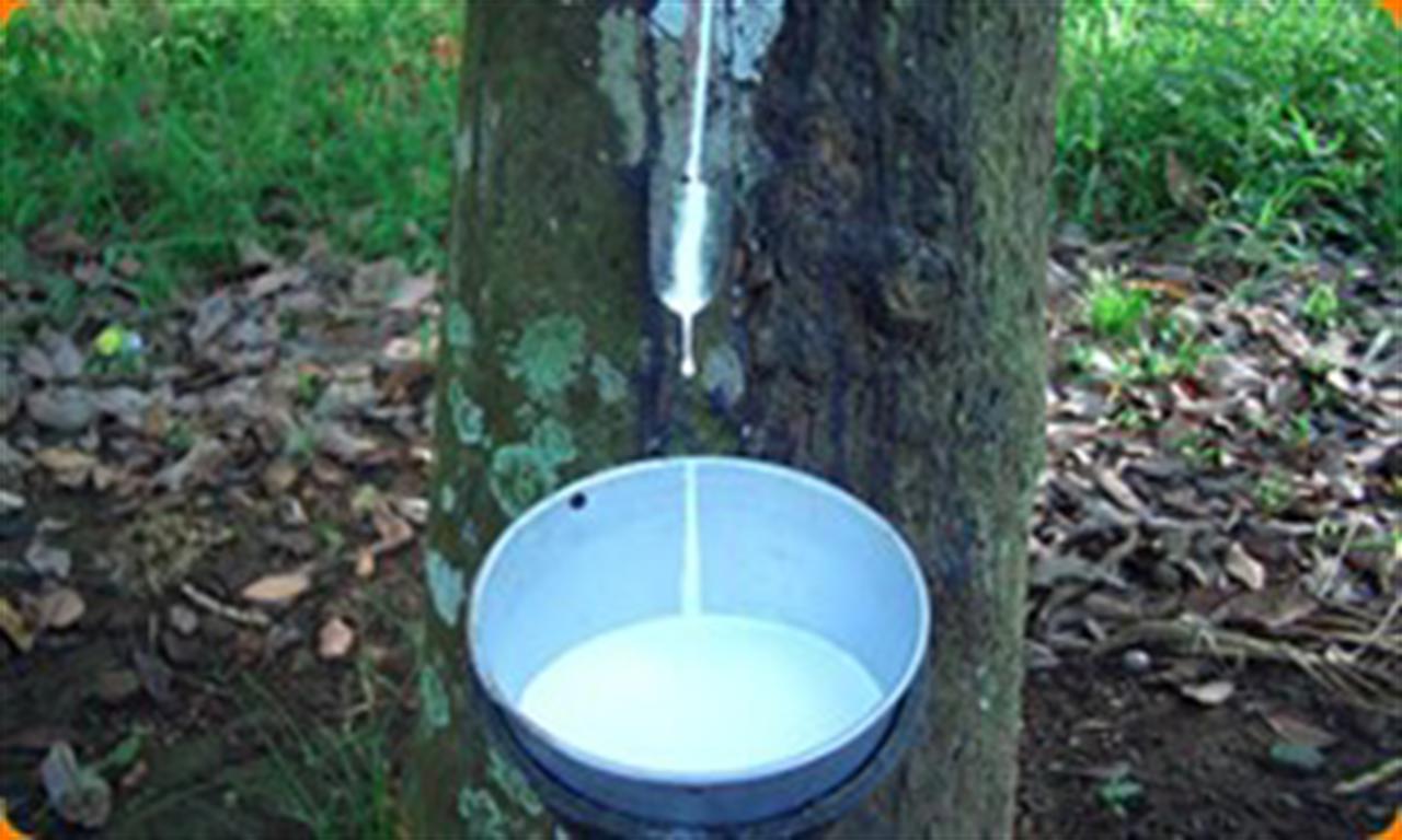 Giá cao su kỳ hạn Tokyo giảm