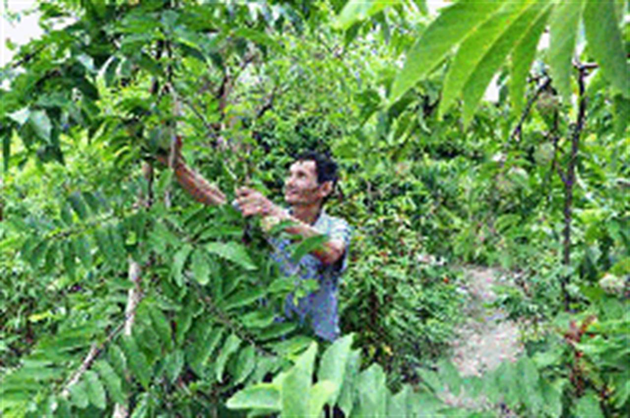 Na khỏe, sai quả nhờ Phân bón Văn Điển