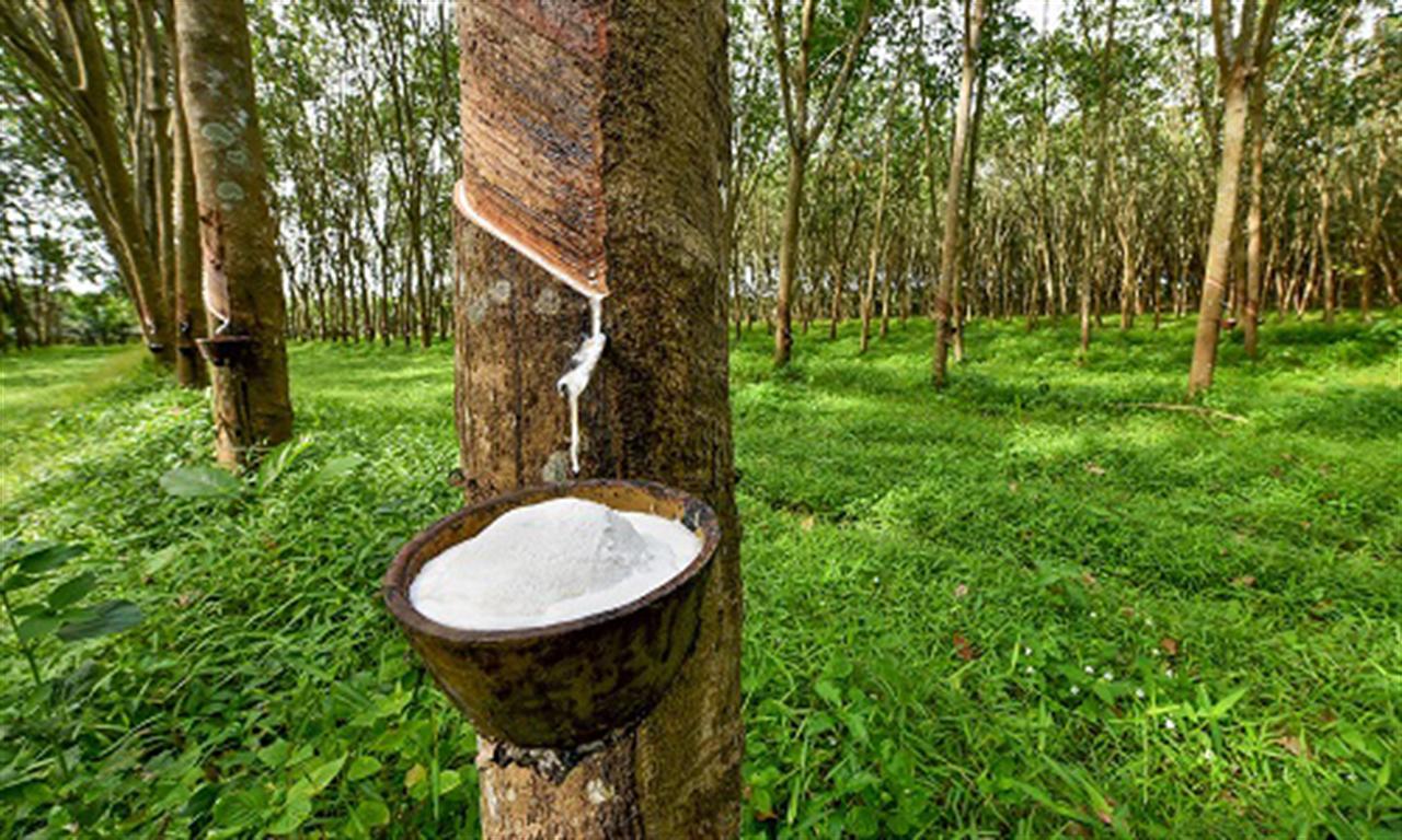 Rubber exports hit US$320 million in August