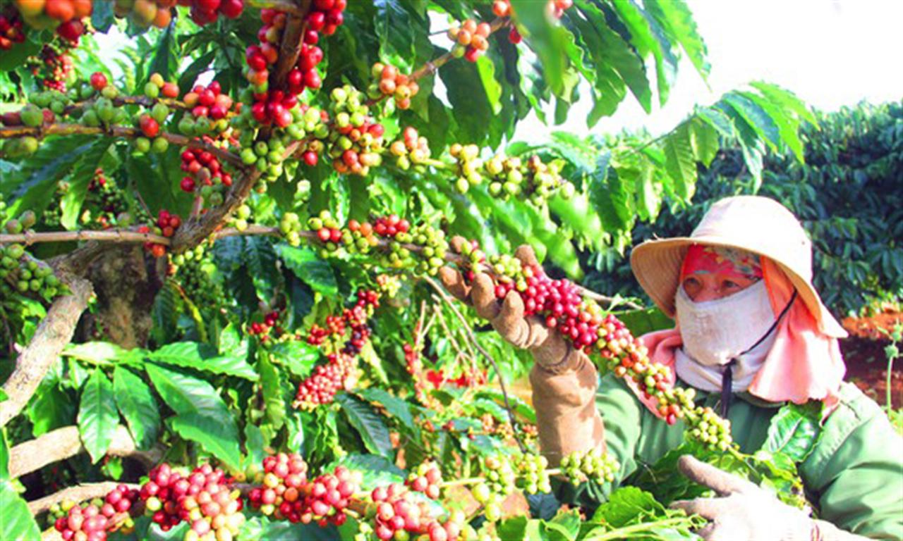 “Phân bón chuyên dùng Đầu Trâu mùa mưa” giúp cây cà phê cho năng suất cao