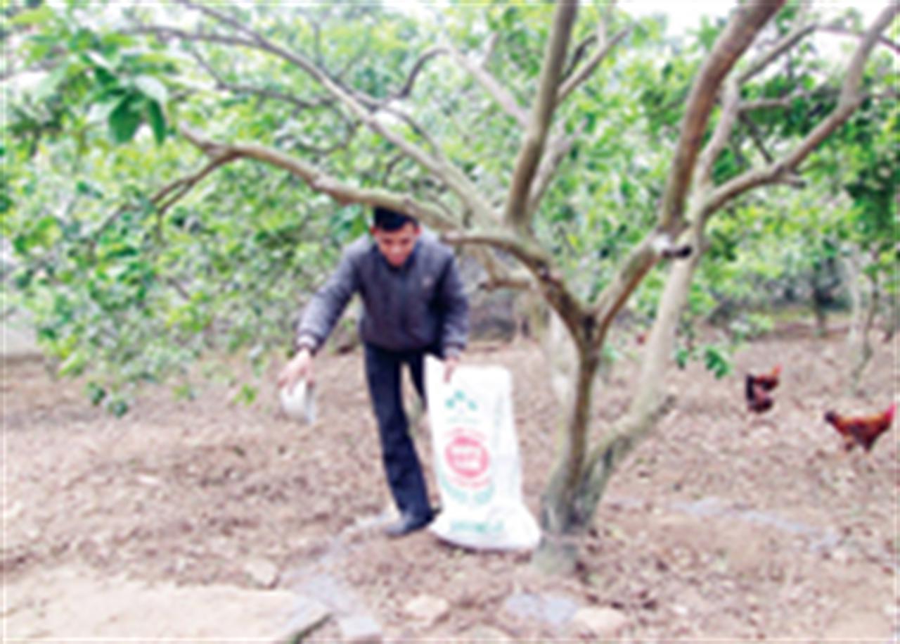 Phân bón Lâm Thao chiếm trọn niềm tin của nông dân xứ vải