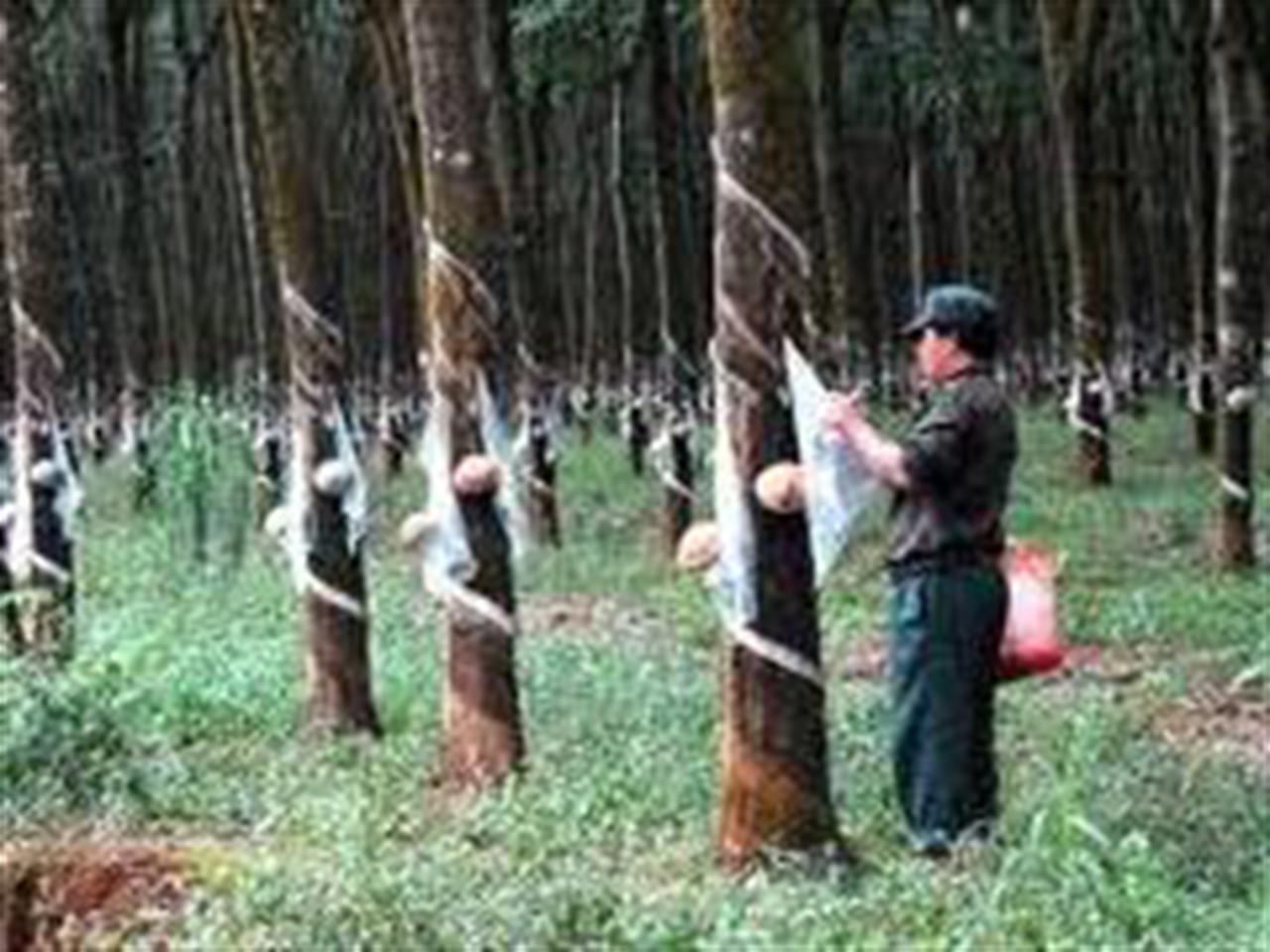 Giá cao su Tocom đi ngang do biến động trái chiều