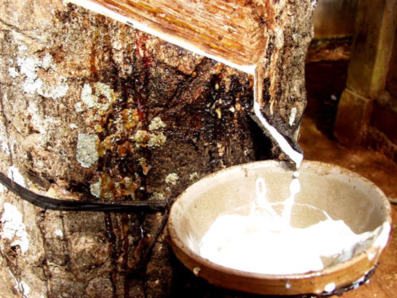 Rubber exports likely to hit $3 billion in 2011