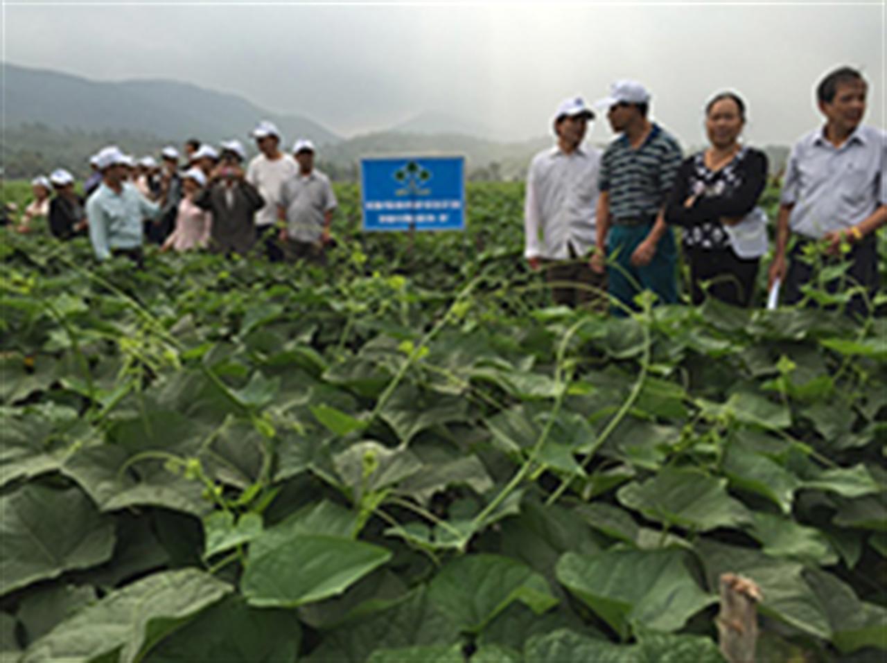 Rau su su tăng năng suất nhờ phân bón Lâm Thao