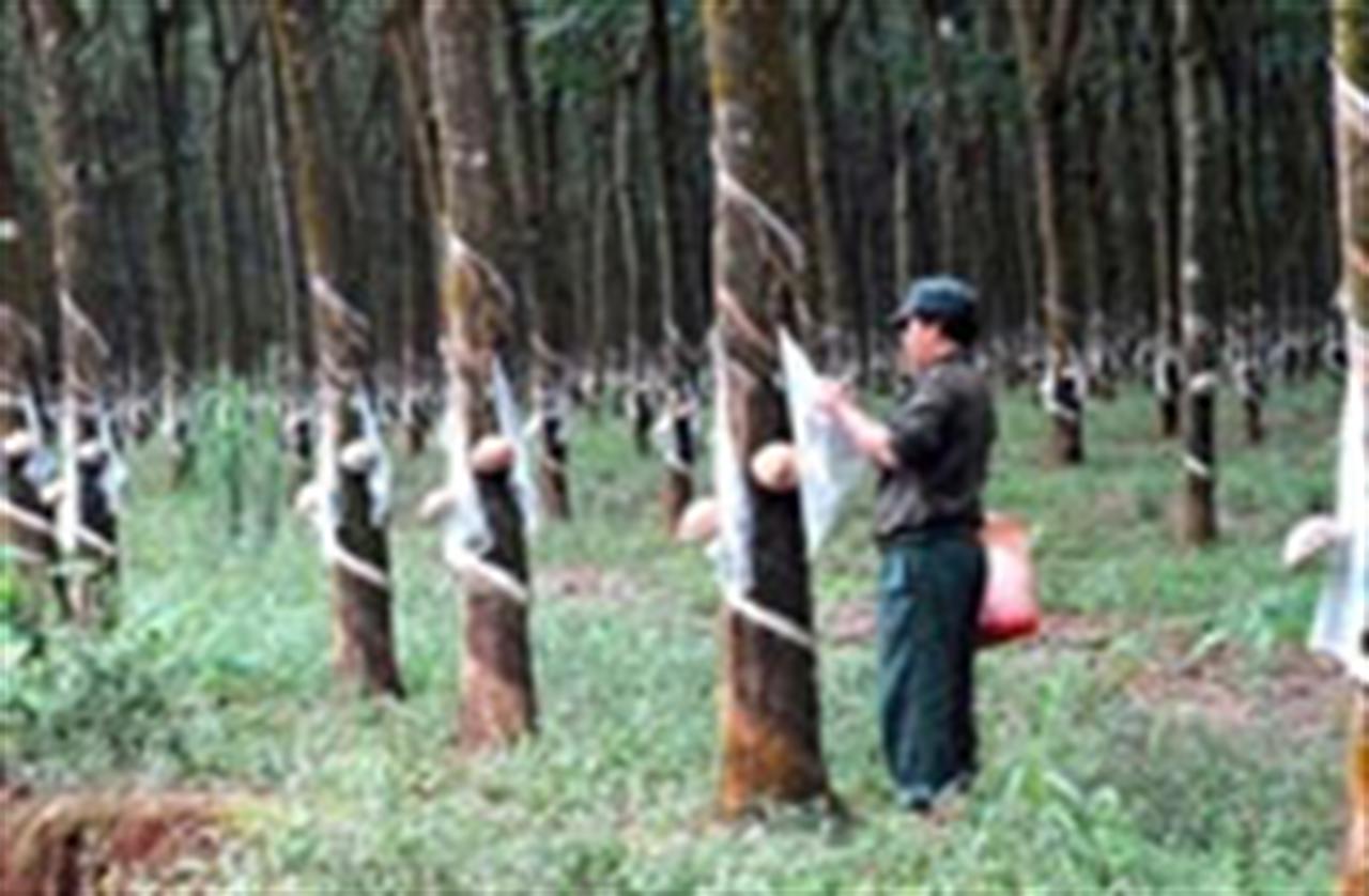 Developing trade ties with Cambodia