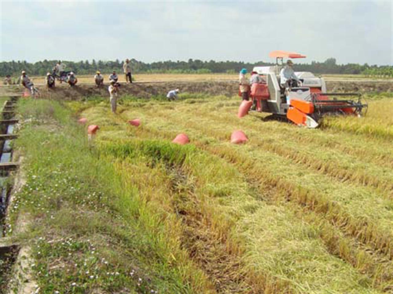 Tiêu thụ phân đạm urê trong nước: Khó khăn chồng chất
