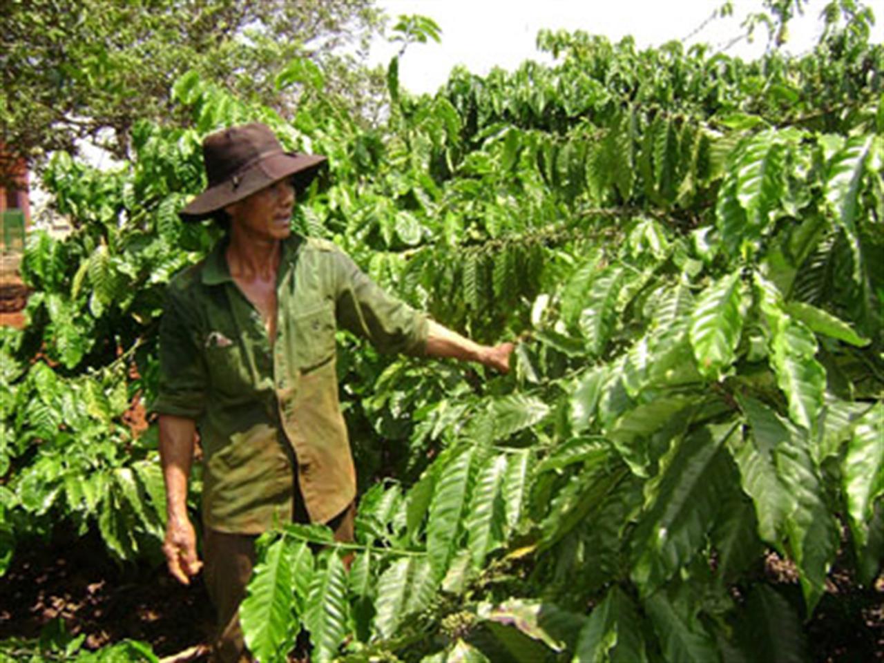 Nông dân Tây Nguyên với nỗi lo phân bón tăng giá