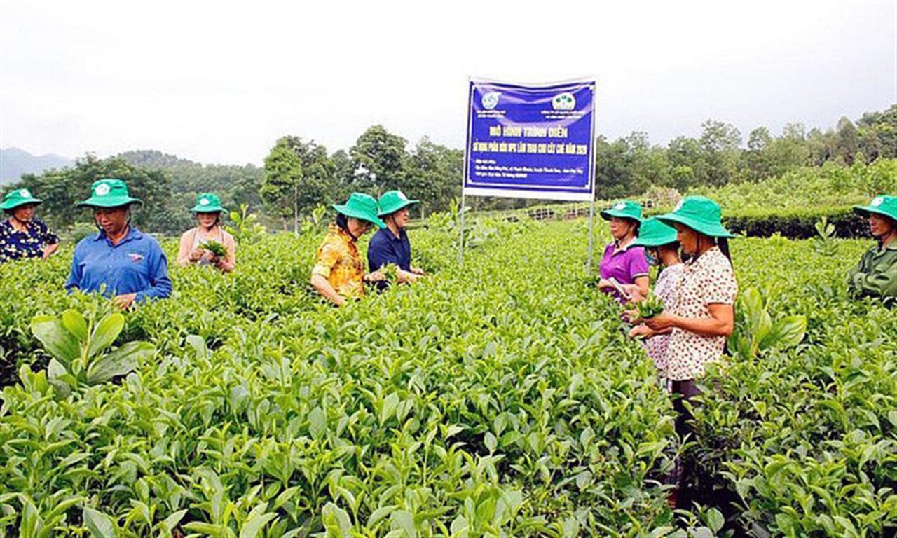 Supe Lâm Thao: Bán phân bón trả chậm giúp nông dân “thoát nghèo”