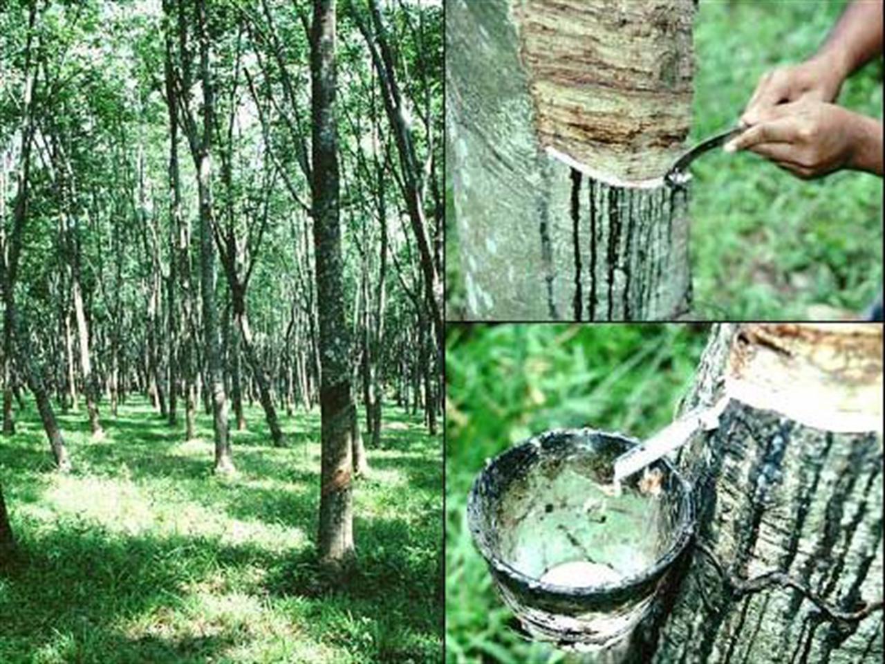 Giá cao su biến động trái chiều trên các sàn