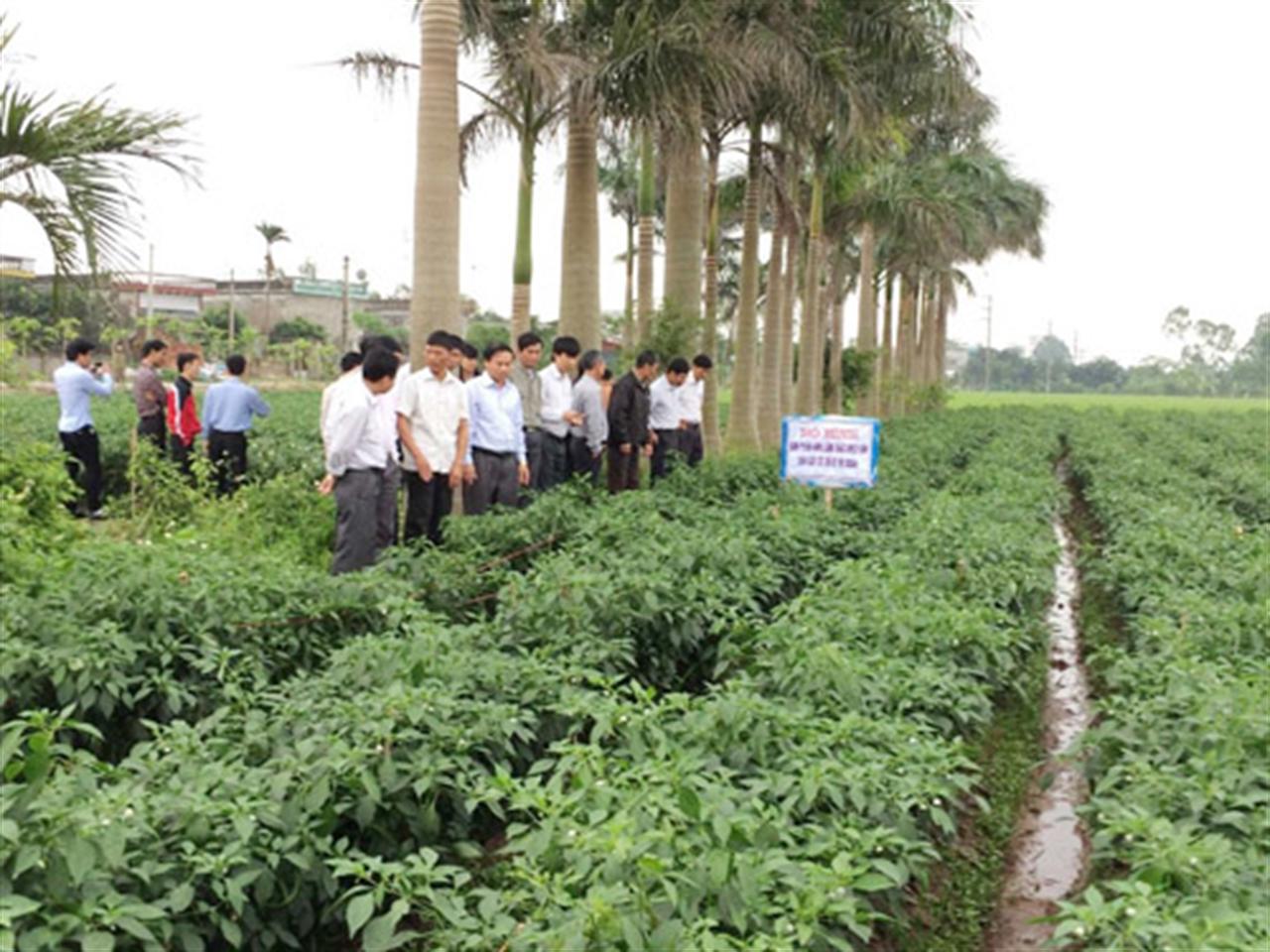Mô hình bón phân NPK Lâm Thao khép kín: Triển khai hiệu quả