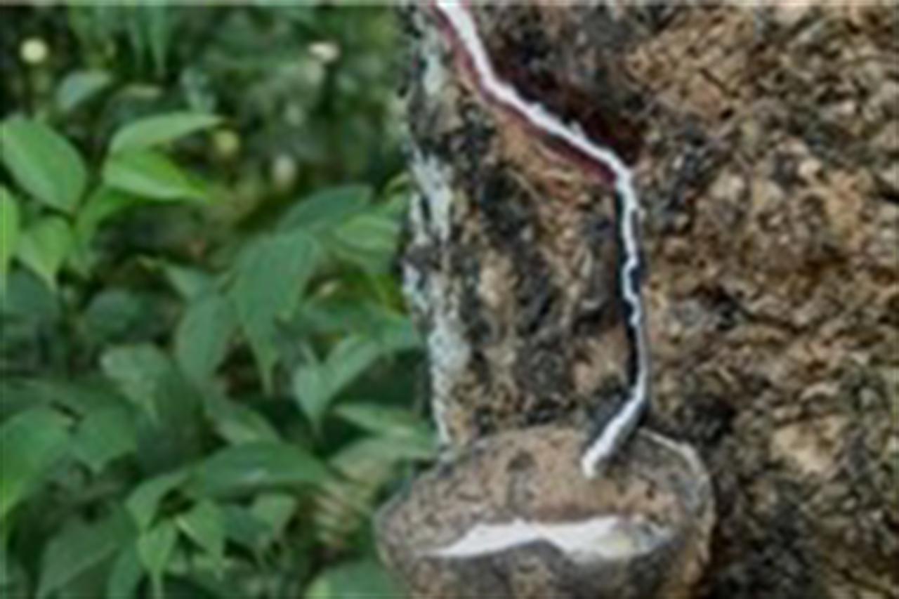 Giá cao su tiếp tục giảm sâu