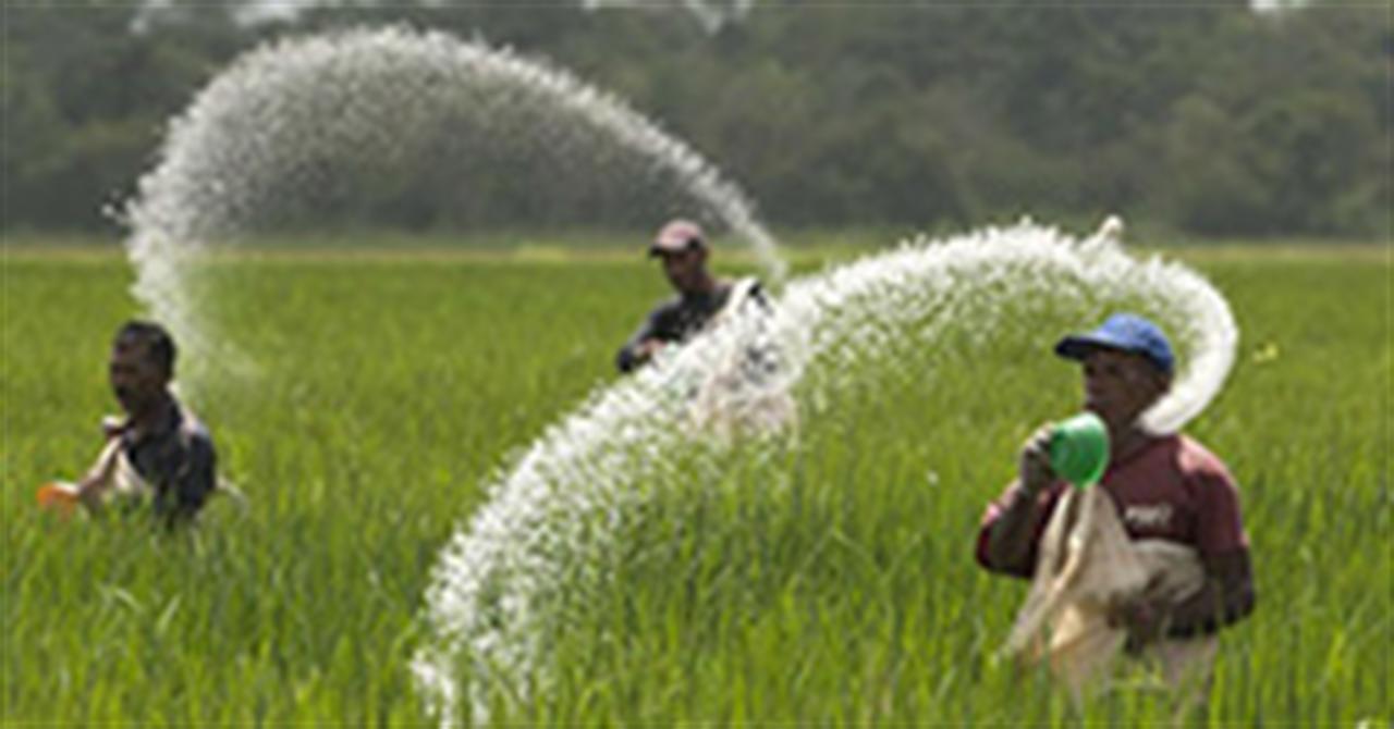 Đề xuất giao một cơ quan quản lý phân bón