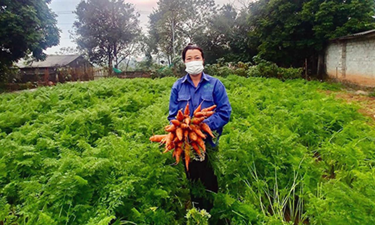 Phú Thọ: Cho "ăn" phân bón Lâm Thao, đào lên toàn củ cà rốt to đẹp, bán được giá