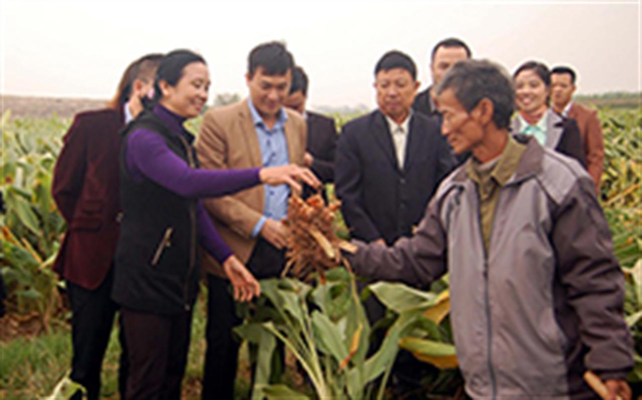 Bón NPK Ninh Bình nâng năng suất nghệ