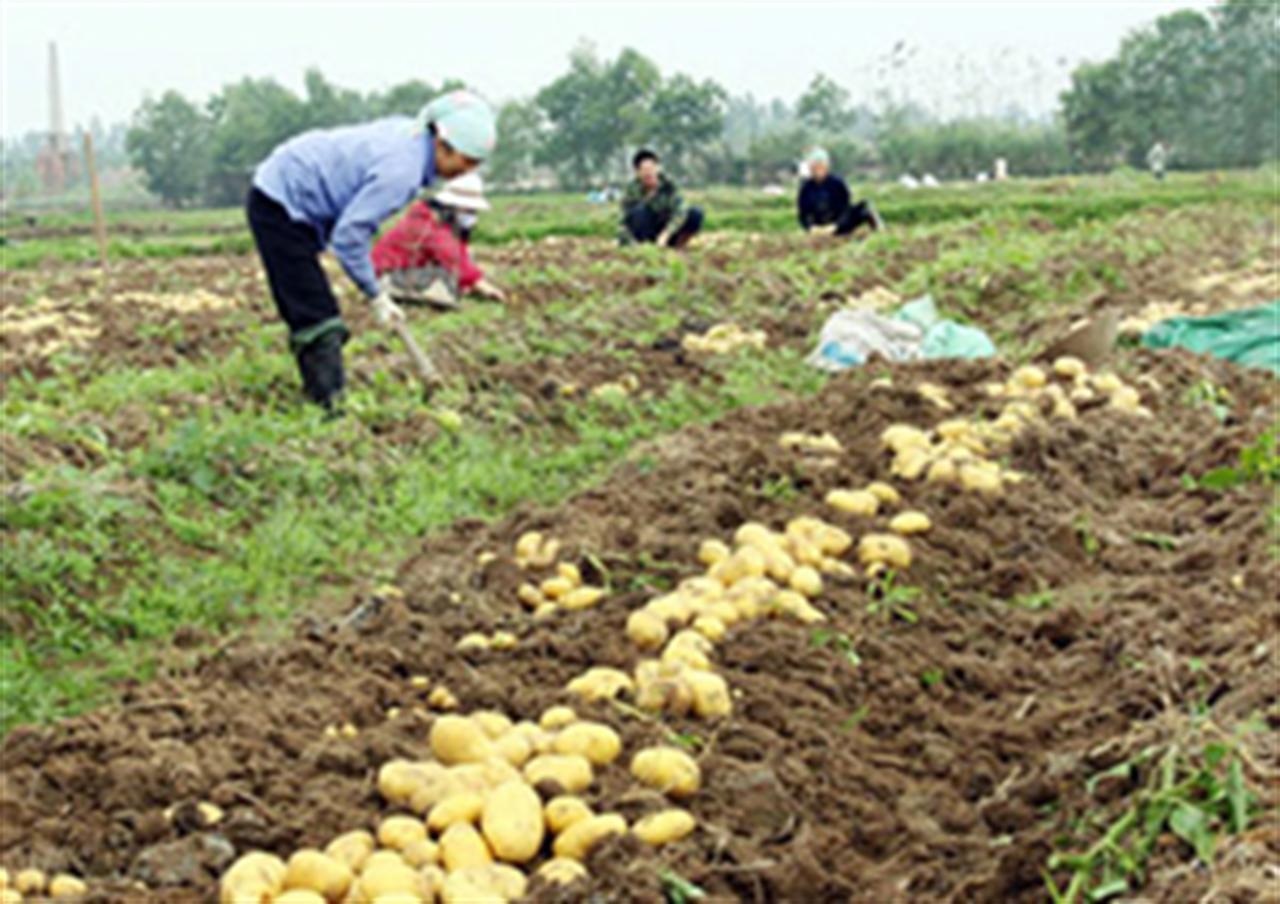 6 công dụng chính của Phân bón DAP Lào Cai