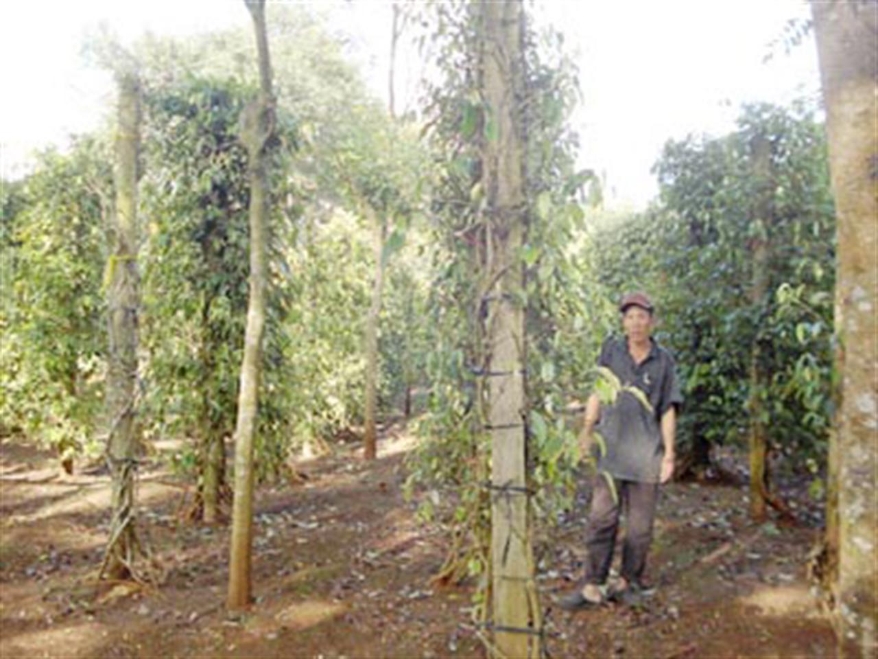 Cảnh giác với phân bón kém chất lượng