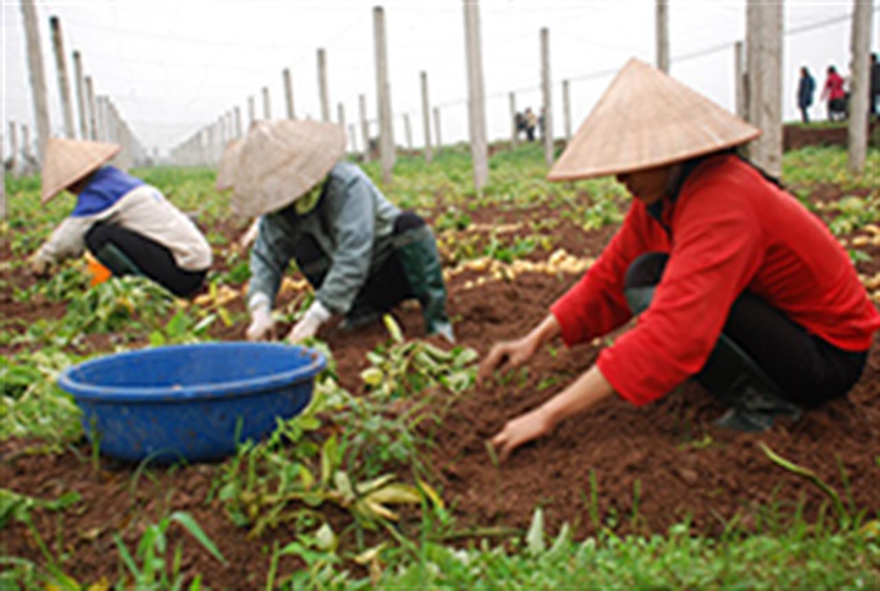 Khôi phục khoai tây đông nhờ phân bón Lâm Thao